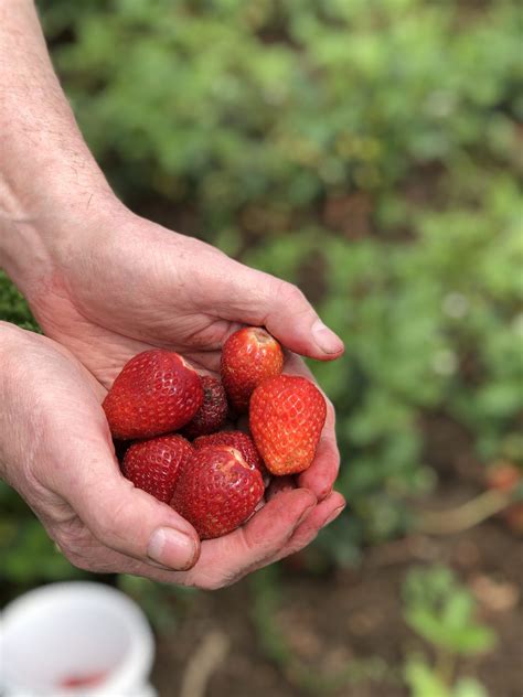 Frequently asked questions about sauvie island farms. Super Easy Shortcake Recipe The Pumpkin Patch Sauvie ...