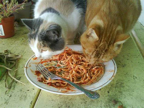 Catsparella Its National Spaghetti Day