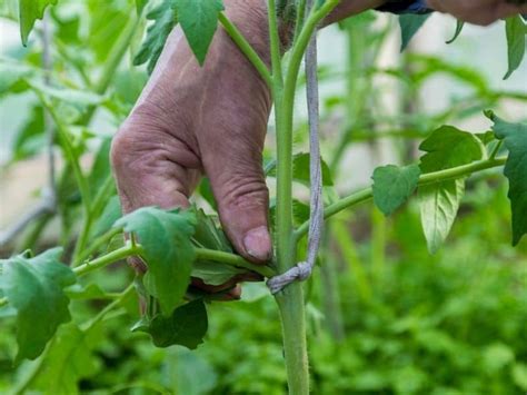 How To Prune Tomato Plants A Simple Straightforward Guide
