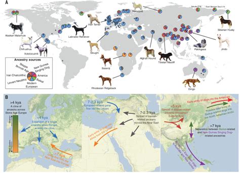 Ancestry Of Global Dogs Today A For Each Present Day Population The