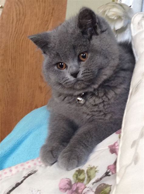Explore 49 listings for british blue hair kittens for sale at best prices. 558 best images about BRITISH SHORTHAIR on Pinterest ...