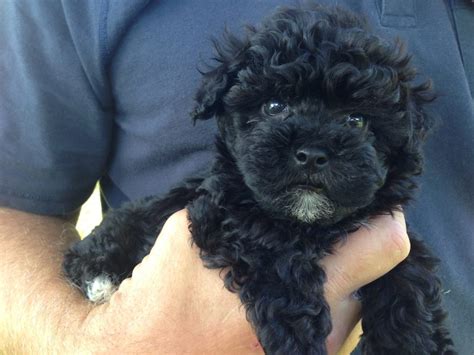 We provide aggregated results from multiple you can easily access information about free maltipoo puppies for sale by clicking on the most. Adorable black MaltiPoo pups for sale in Ocala Florida - Bear - Micheline's Pups