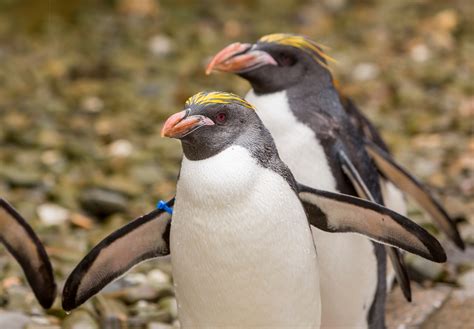 Macaroni Penguins Fun Facts And Information For Kids