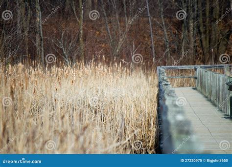 Boardwalk Over A Marsh Stock Image Image Of Plants Nature 27220975