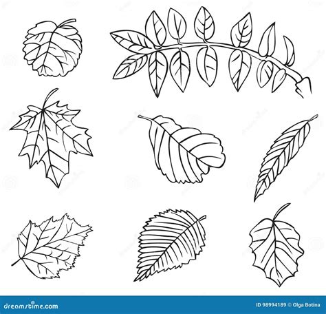 Tree Leaves Drawing Stock Vector Illustration Of Birch 98994189