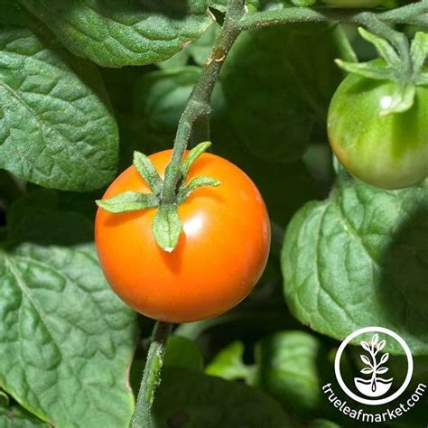 Organic Chadwick Cherry Tomato Seeds Non Gmo Heirloom Buy Seeds