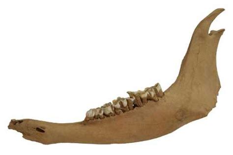Bison Occidentalis Pleistocene Lower Jaw Bone