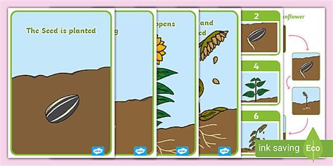 Plant Life Cycles Descriptions Of Sunflower Growth Stages
