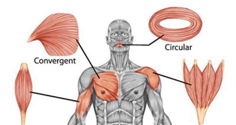 Pennate Muscle