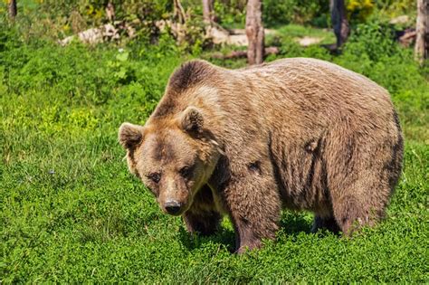 Brown Bears Seen In Kashmir Once Again Indias Endangered