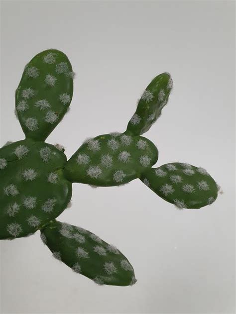 What determines whether the cactus survives or not is how well you take care of the plant. Prickly Pear Cactus 20cm - Desflora