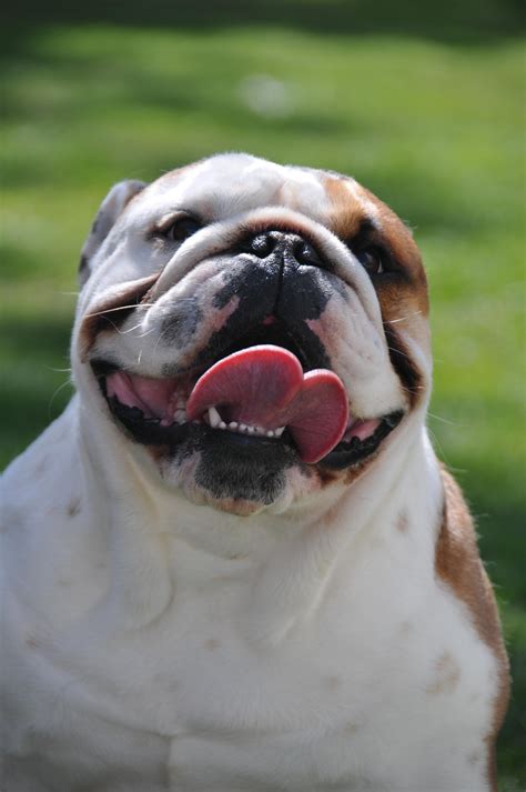 My English Bulldog Happy Smile Bulldogs