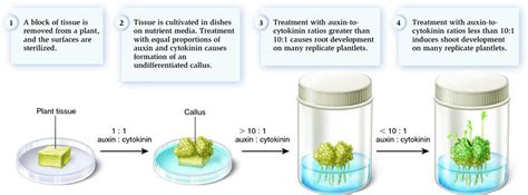 Check spelling or type a new query. Tissue Culture of Plants: What is tissue culture?