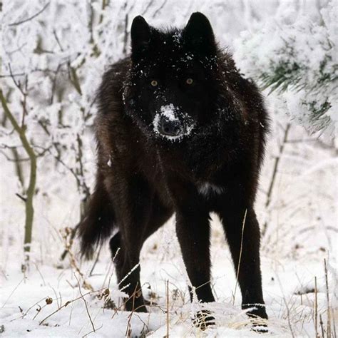 Black Wolf Pfp