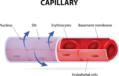 Eventually, the smallest arteries, vessels called arterioles, further branch into tiny capillaries, where nutrients and wastes are exchanged, and then combine with other vessels that exit capillaries to form venules, small blood vessels that carry blood to a vein, a larger blood vessel that returns blood to the heart. Capillary Blood Vessel Labelled Stock Illustration ...