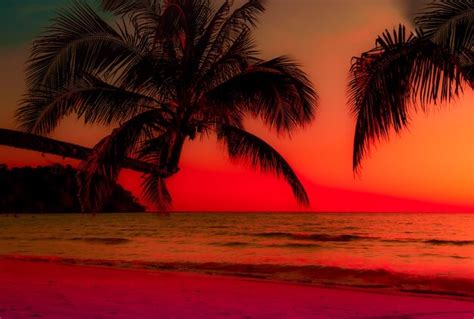 Premium Photo Silhouette Of Palm Tree On The Beach During Sunset Of