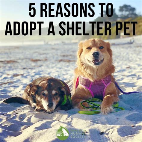 Five Reasons You Should Adopt Your Next Pet From A Shelter Palo Alto