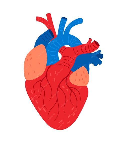 Premium Vector Anatomical Heart Cartoon Human Biological