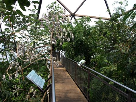 Papiliorama Jungle Trek Tree Top Walk Zoochat