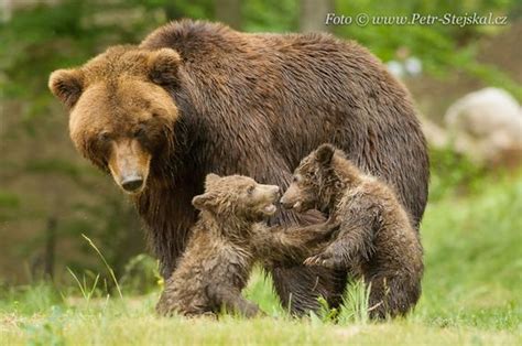 Pin By Bonnie Fink On Cubs Bear Gallery Bear Cubs Grizzly Bear Cub