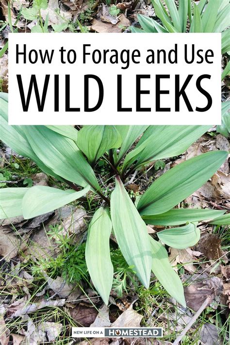 Wild Leeks Are Great Plants To Forage Even For Newbies Packed With