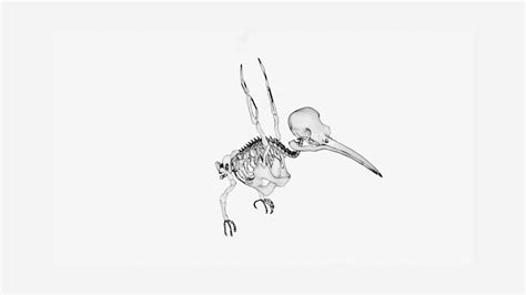 Hummingbird Skeleton 3d Model Low Poly Team 3d Yard