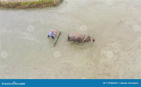 A Bull With A Plow And A Farmer Working In A Rice Field Stock Footage