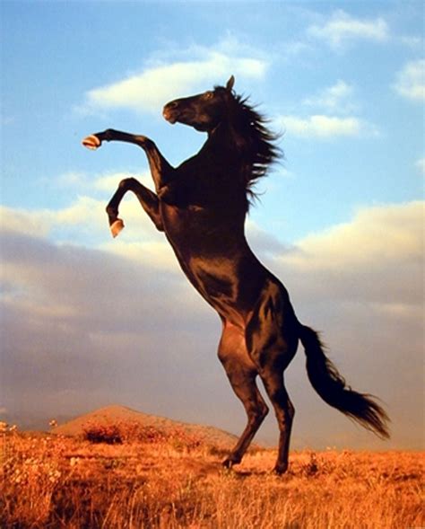 Black Stallion Rearing Poster Horse Posters Animal Posters