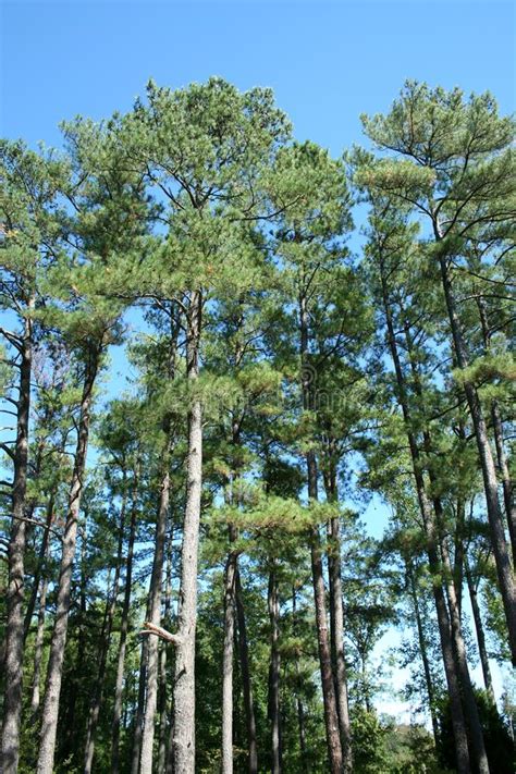 Tall Pine Trees Picture Image 3311155
