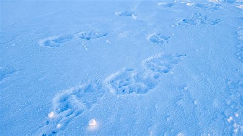 Bear Tracks Identification Guide For Snow Mud And More A Z Animals