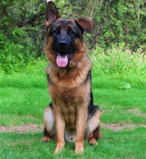 The Best Male German Shepherds For Sale 2022 Kinds Of Puppies