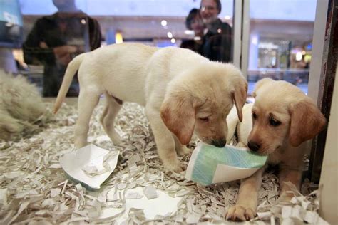 Check spelling or type a new query. Britain bans pet shops from selling puppies, kittens | Las Vegas Review-Journal