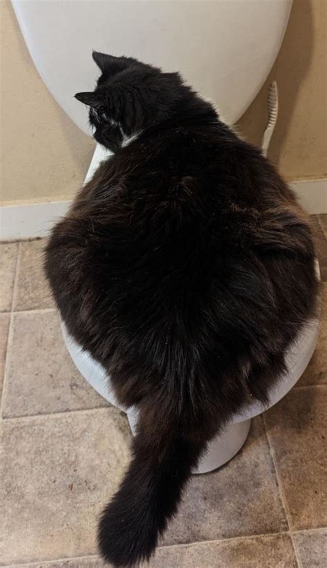 big booty judy r chonkers