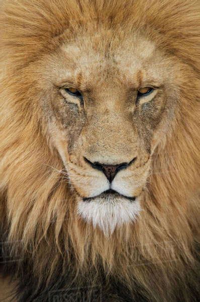 Close Up Portrait Of Majestic Lion Stock Photo Dissolve