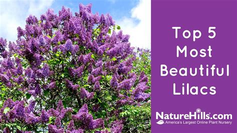 Top 5 Most Beautiful Lilacs Youtube