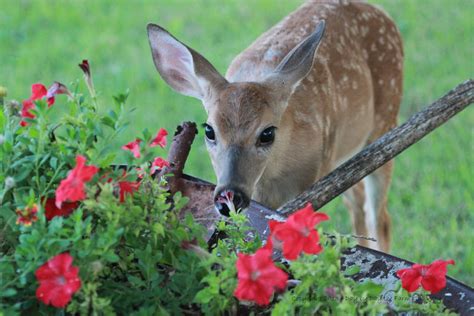 Although a full list would be nearly endless, here you can further this effect by creating three planting zones: New Solutions Help Reduce Landscape Damage Caused by Deer ...