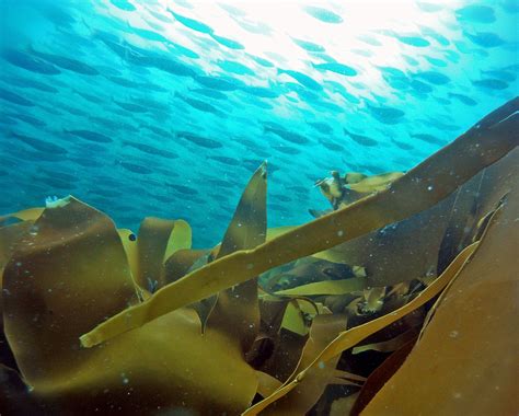 Embrace Kelp Forests In The Coming Decade Norwegian Blue Forests