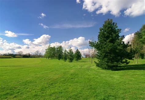 Beautiful Meadow With A Pine Tree Stock Image Image Of Heavens Hobby