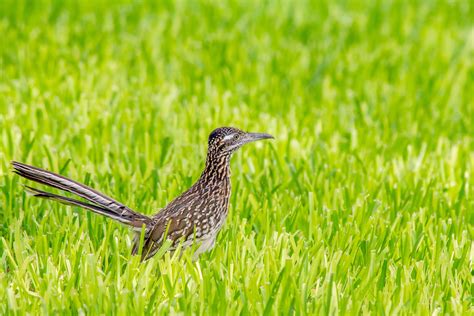 Free Images Nature Bird Lawn Meadow Prairie Animal Wildlife