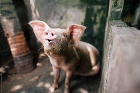 Pig With Snout Only In Focus By Stocksy Contributor Gary Radler