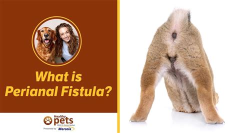 3 Article Of Perianal Fistula Dog Treatment Of The Best