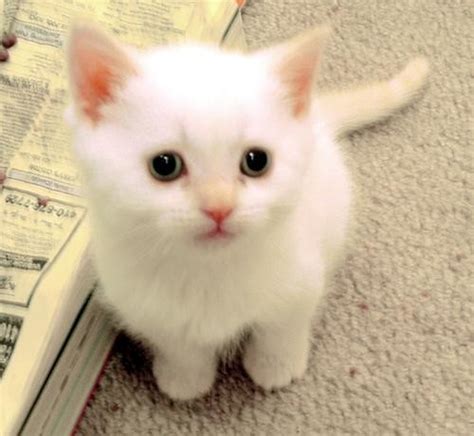 Funny Animals Cute White Cat