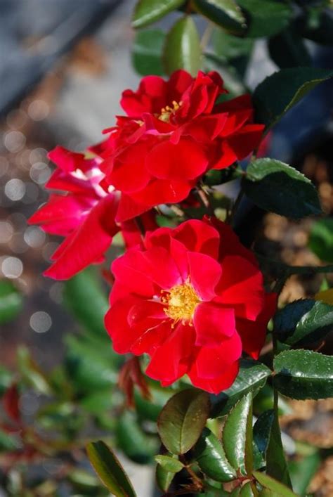 Rose Red Ribbons The Site Gardener