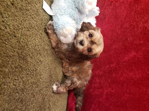 Cavapoos make great companions for anyone, from small children to an older people. Puppies for sale - Cavapoo, Cavapoos - ##f_category## in ...