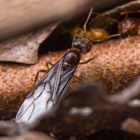 In the uk, particularly in urban areas, the winged insects you see are almost always the sexually mature queens and males of ants tend to fly earlier in urban areas than rural areas, probably because temperatures are generally warmer in urban environments, known as. How Do I Get Rid of Flying Ants? | Green Pest Solutions