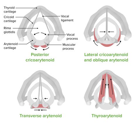 Arytenoid Cartilage Muscular Process