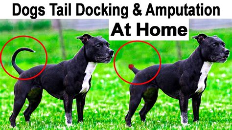 How To Dogs Tail Docking And Amputation At Home Cut Dog Tail 1 2 Days