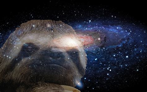 43 Sloth Desktop Wallpaper Wallpapersafari