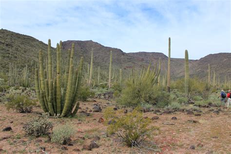 If you are interested in learning how to graft they can be red, orange, purplish, yellow, or even white. Mesquite Mountains (Pinal), Arizona, March 2019 ...