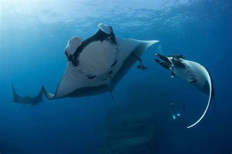 Biggest Manta Ray Kesilman